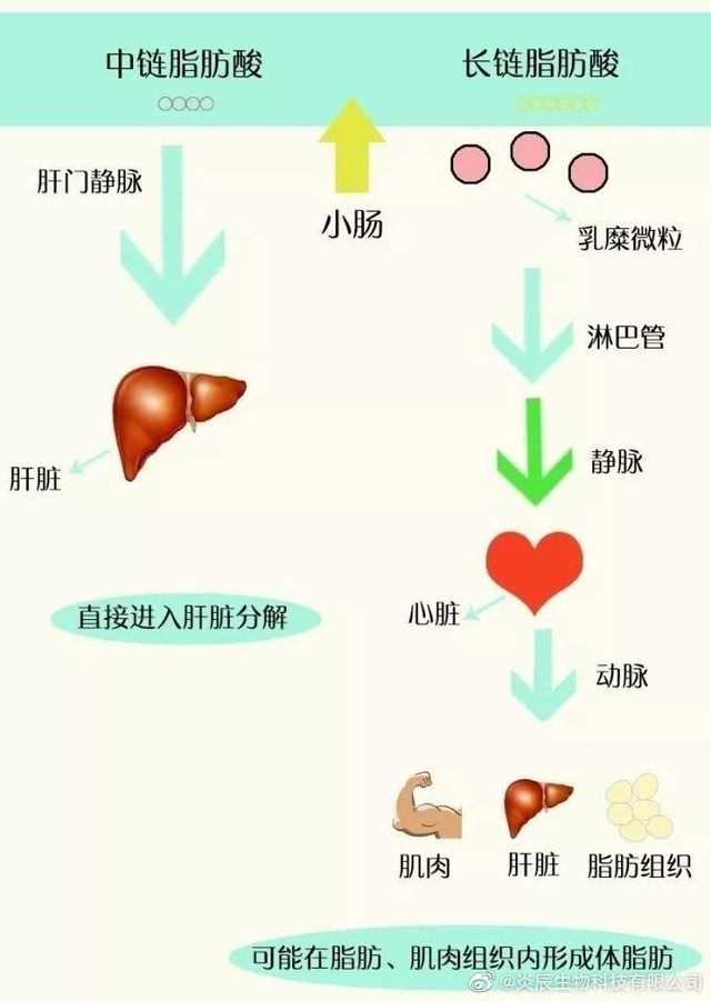 中鏈脂肪酸（雙極能）的代謝特性及其抗菌、抗炎、抗氧化作用