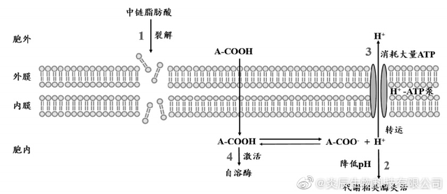 中鏈脂肪酸（雙極能）的代謝特性及其抗菌、抗炎、抗氧化作用