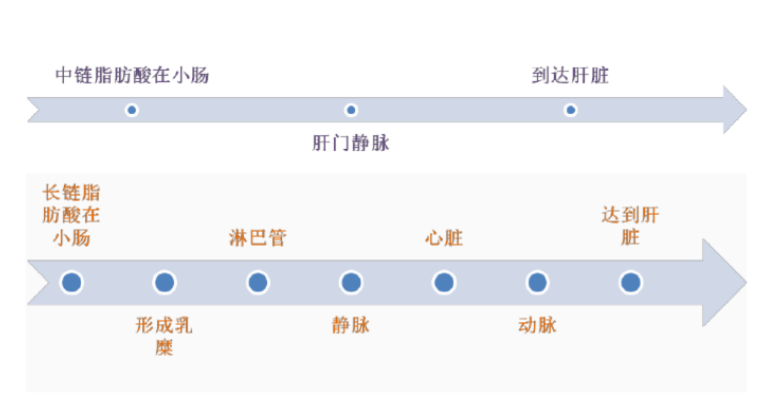 長(zhǎng)/中鏈脂肪代謝路徑